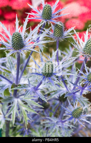 X Eryngium zabelii 'Big Blue'. Sea Holly Blumen auf einer Blume anzeigen. Großbritannien Stockfoto