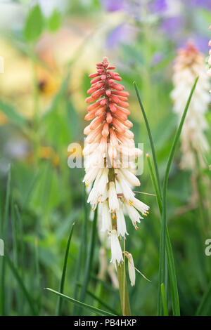 Kniphofia 'Orange Vanille Popsicle' auf einer Blüte zeigen. UK. Red Hot poker Stockfoto