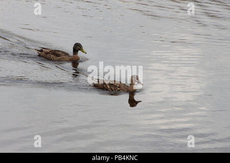 Zwei Enten auf einem Behälter leben zusammen genießen. Stockfoto