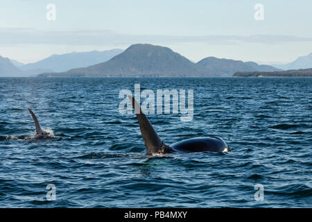 Männliche und weibliche Orcas auftauchen im Lynn Canal in Südostalaska. Stockfoto