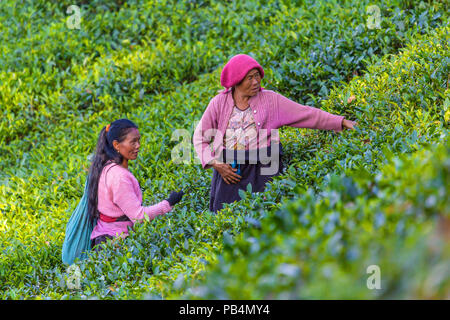 Tamil Teepflückerinnen sammeln Teeblätter auf Plantation, West Bengal. Indien. Stockfoto