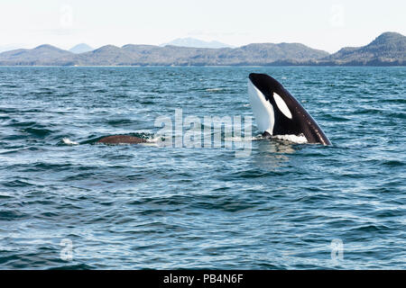 Orca spy hopping Boot in die Favoritenliste in Südostalaska. Stockfoto