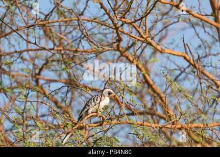 Ein Red-billed Hornbill an bandia Senegal Buchen Stockfoto