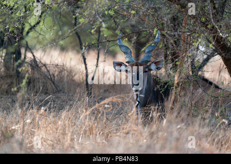 Ein Derby Eland an bandia Senegal Buchen Stockfoto