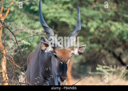 Ein Derby Eland an bandia Senegal Buchen Stockfoto