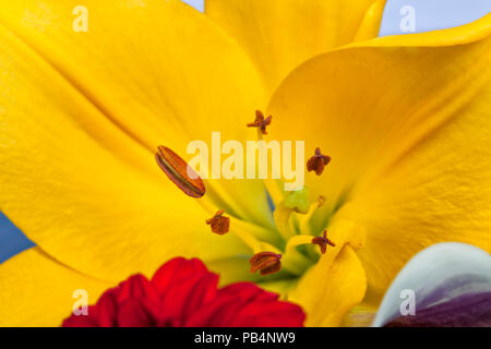 Detail der staubgefäße einen gelben Asiatische Lilie in einem Blumenstrauß. Stockfoto