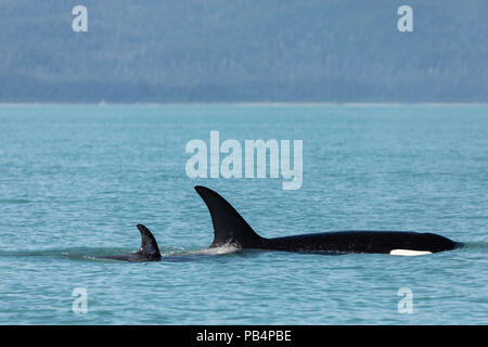 Weibliche Orca mit Kalb in Lynn Canal in Südostalaska. Stockfoto