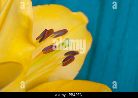 Detail der staubgefäße einen gelben asiatische Lilie Blume auf blauem Hintergrund. Stockfoto