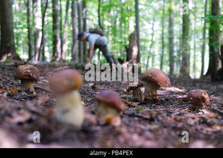 Mann sammeln Pilze Stockfoto