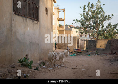 Ziegen Bummel durch die Gassen von toubab Dialao, Senegal Stockfoto