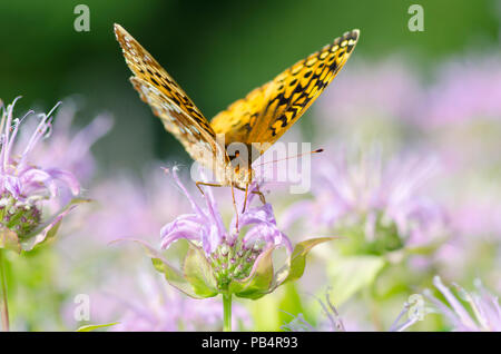 Bunte Fritillary, Euptoieta Claudia, Schmetterling am Lavendel Biene Balsam, Monarda, Blumen, Yarmouth Gemeinschaft garten, Maine, USA Stockfoto