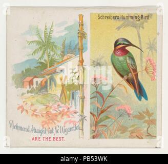 Der Schreiber Kolibri, von den Vögeln der Tropen-Serie (N38) bei Allen&Ginter Zigaretten. Maße: Blatt: 2 7/8 x 3 1/4 in. (7,3 x 8,3 cm). Lithograph: George S. Harris & Söhne (Amerikanische, Philadelphia). Herausgeber: Herausgegeben von Allen&Ginter (Amerikanische, Richmond, Virginia). Datum: 1889. Handel Karten aus dem "Vögel der Tropen'-Reihe (N 38), im Jahr 1889 in einer Reihe von 50 ausgestellten Karten Allen&Ginter Marke Zigaretten zu fördern. Diese Serie ist ein körperlich größere Version des "Vögel der Tropen" (N 5), einschließlich der entsprechenden kleine Karte Design mit anderen Bildzeichen hinzugefügt. Museu Stockfoto