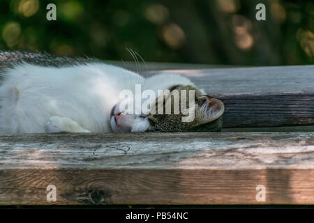 Eine hübsche Katze ein nickerchen zwischen ein paar 2 x 6 Bretter liegen auf einem Picknick Tisch draußen Stockfoto