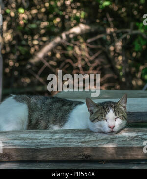 Eine hübsche Katze ein nickerchen zwischen ein paar 2 x 6 Bretter liegen auf einem Picknick Tisch draußen Stockfoto