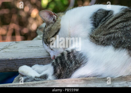 Eine hübsche Katze ein nickerchen zwischen ein paar 2 x 6 Bretter liegen auf einem Picknick Tisch draußen Stockfoto