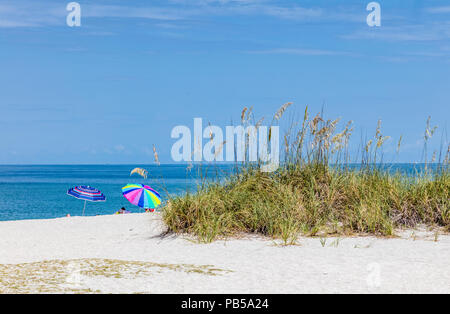 Sea Oats auf einer Sanddüne vor einem klaren blauen Himmel an einem Strand am Golf von Mexiko in Venedig Florida Stockfoto