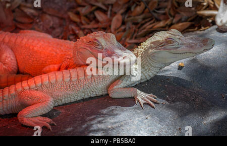 Albino Alligatoren in St. Augustine Alligator Farm Tierpark in St Augustine Florida Stockfoto