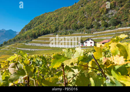 Schweiz, Waadt, Yvorne Clos du Rocher, vignoble Weinberg, Weinberg *** Local Caption *** Schweiz, Waadt, Yvorne Clos du Rocher, Vignoble, Stockfoto