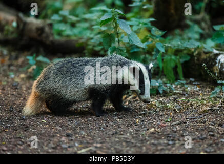 Dachs, native, wild, Europäischen Dachs im natürlichen Lebensraum Wald, nach rechts mit Sonnenlicht auf ihren Schwanz. Wissenschaftlicher Name: Meles meles. Stockfoto