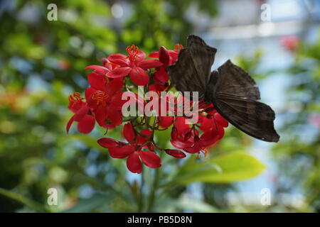 Schmetterling auf roten Blüten. Calgary Zoo, enmax Wintergarten, Calgary, Alberta, Kanada Stockfoto