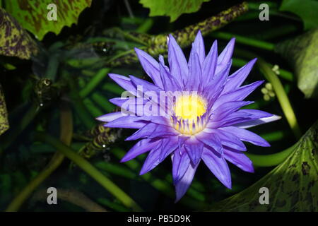 Seerose, enmax Wintergarten, Calgary, Alberta, Kanada Stockfoto