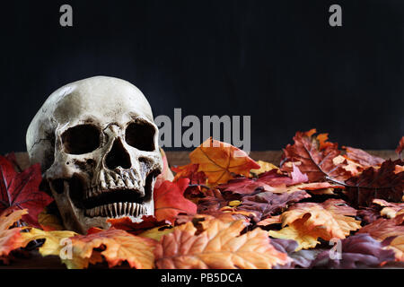 Halloween menschlicher Schädel im Herbst Blätter liegen mit kostenlosen Platz für Text auf einem schwarzen Hintergrund. Stockfoto