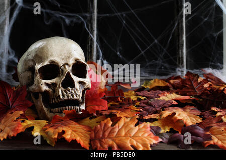 Halloween menschlicher Schädel im Herbst Blätter liegen vor einem alten Fenster mit dunklem Hintergrund und Spinnweben. Stockfoto