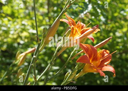 Orange Lilien. Calgary, Alberta Stockfoto