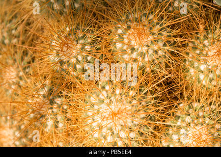 Mexikanische Nadelkissen (Mammillaria magnimamma) Stockfoto