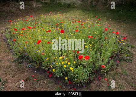 3Bs drei Bienen garten Wildblumen 22 Juli 2018 Mickleton Chipping Campden GROSSBRITANNIEN Stockfoto