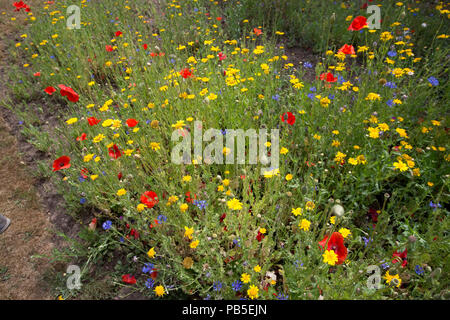 3Bs drei Bienen garten Wildblumen 22 Juli 2018 Mickleton Chipping Campden GROSSBRITANNIEN Stockfoto