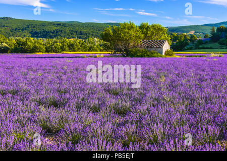 Landschaft Panorama mit großen Lavendel Feld und Hütte aus Stein, Provence, Frankreich, in der Nähe von Sault, Departement Vaucluse, Region Provence-Alpes-Côte d'Azur Stockfoto