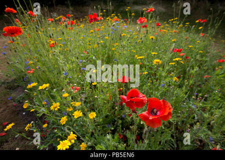 3Bs drei Bienen garten Wildblumen 22 Juli 2018 Mickleton Chipping Campden GROSSBRITANNIEN Stockfoto