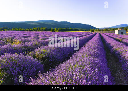 Lavendelfeld mit intensiv leuchtenden Farben in der Nähe von Sault, Provence, Frankreich, landcsape Panorama in der Abendsonne Stockfoto