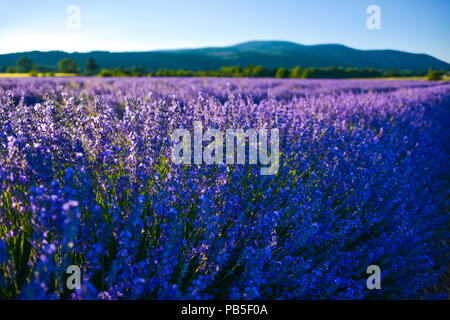 Blühende lavendel Bündel der Provence, Frankreich schließen oben mit hillscape Stockfoto
