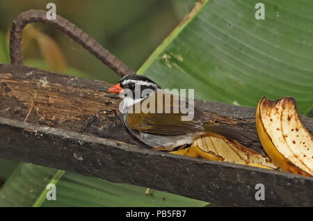 Orange-billed Sparrow (Arremon aurantiirostris) erwachsenen Futterstelle Copalinga Lodge, Zamora, Ecuador Februar Stockfoto