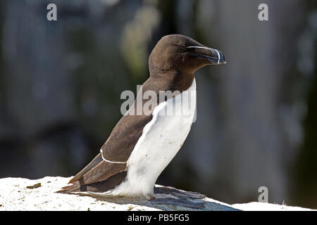 Ein tordalk Alca torda auf felsvorsprung Heften Insel Farne Insel Northumberland, Großbritannien Stockfoto