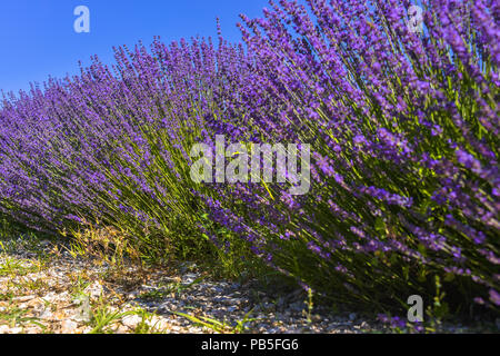 Lavendel Blume Nahaufnahme, Provence, Frankreich, geringe Aussicht auf dem Boden Stockfoto