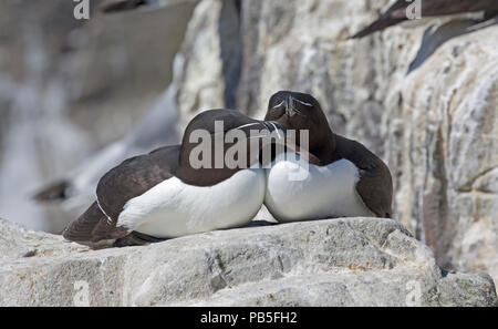 Zwei Tordalken Alca torda auf Rock Aufschlüsse Heften Insel Farne Insel Northumberland, Großbritannien Stockfoto