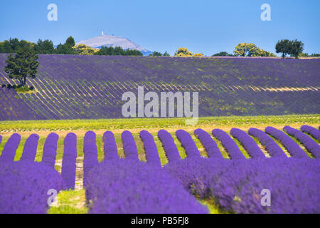 Lavendelfeld weit laufen über Hügel mit Gipfel des Mount Ventoux am Horizont, Provence, Frankreich Stockfoto