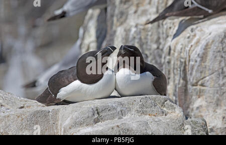 Zwei Tordalken Alca torda auf Rock Aufschlüsse Heften Insel Farne Insel Northumberland, Großbritannien Stockfoto