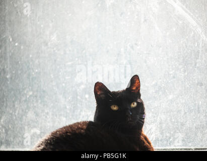 Eine schwarze inländischen kurze Haare Katze vor einem Fenster in New York am Mittwoch, den 18. Juli 2018. (© Richard B. Levine) Stockfoto