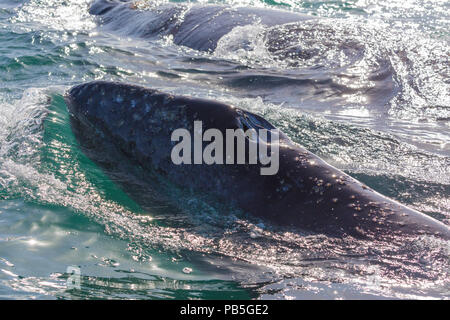 California Grauwale Kalb, Eschritius robustus, auftauchen in der San Ignacio Lagoon, Baja California Sur, Mexiko. Stockfoto