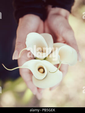 Closeup Bild, Frau, Hände, die weißen arum Lily, geschossen von oben, Übersicht, Lilie des Nils (Calla) Stockfoto
