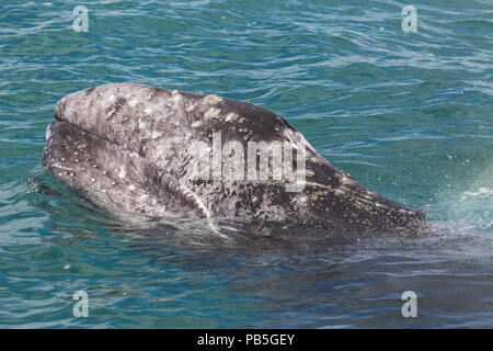 California Grauwale Kalb, Eschritius robustus, auftauchen in der San Ignacio Lagoon, Baja California Sur, Mexiko. Stockfoto