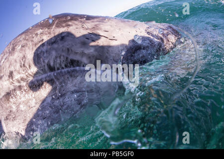 California Grauwale Kalb, Eschritius robustus, auftauchen in der San Ignacio Lagoon, Baja California Sur, Mexiko. Stockfoto