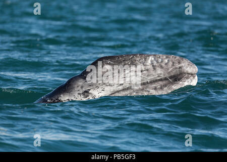 California Grauwale Kalb, Eschritius robustus, auftauchen in der San Ignacio Lagoon, Baja California Sur, Mexiko. Stockfoto