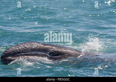 California Grauwale Kalb, Eschritius robustus, auftauchen in der San Ignacio Lagoon, Baja California Sur, Mexiko. Stockfoto