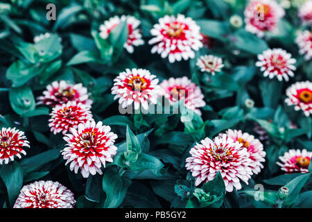 Schönen Fee verträumt Magic rote und weiße zinnia Blüten mit dunklen, grüne Blätter, Retro Vintage Style, weiche selektiven Fokus, verschwommenen Hintergrund, copysp Stockfoto