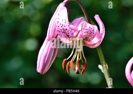 Makroaufnahme eines martagon Lilie (Lilium martagon) Stockfoto